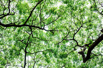 Green tree in forest. 