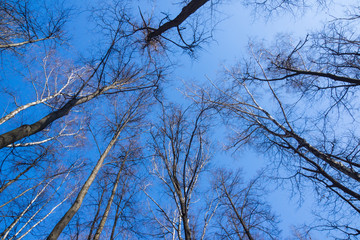 Небо в парке