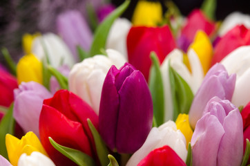 Bouquet of ..multicolored tulips