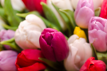 Bouquet of ..multicolored tulips