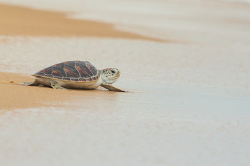 Karetschildpad zeeschildpad op het strand, Thailand.