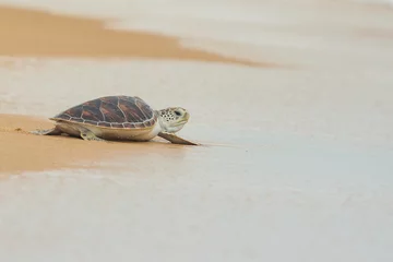 Foto op Plexiglas Schildpad Karetschildpad zeeschildpad op het strand, Thailand.