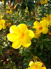 Golden trumpet, Allamanda
