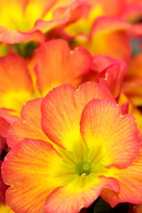 Orange primula flowers