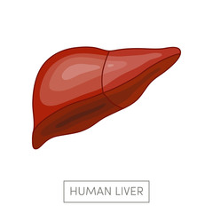Human liver vector