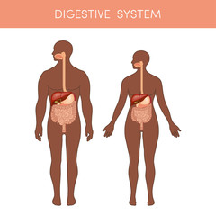 Digestive system vector