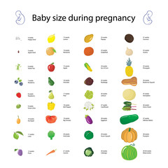Infographic about baby size during pregnancy comparing with diff - 104171055