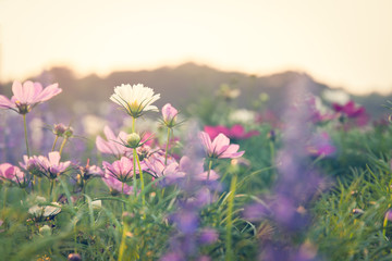 Obraz premium cosmos flower background, in soft style