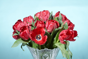 Close up view of bouquet of red fresh spring tulip flowers with water splashes in vase on gradient light blue background.