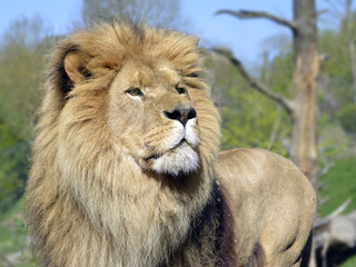 Obraz premium Portrait of lion (Panthera leo) 