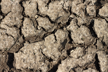 Cracked mud