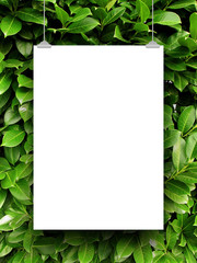 Fototapeta na wymiar Close-up of one hanged paper sheet frame with clips on green leaves
