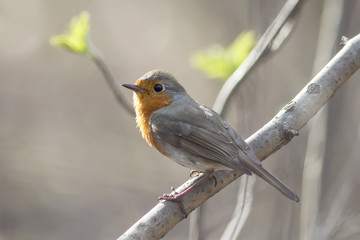 young Robin sitting on a branch in spring in the Park