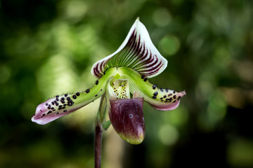 Naklejka na ściany i meble Lady’s Slipper orchid