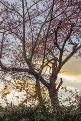 Fototapeta na wymiar Blooming Cherry Tree