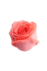 roses flower for special occasion valentine day wedding ceremony greeting card 