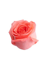 Fototapeta premium roses flower for special occasion valentine day wedding ceremony greeting card 