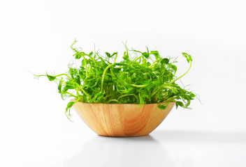 Fototapeta premium Green pea shoots