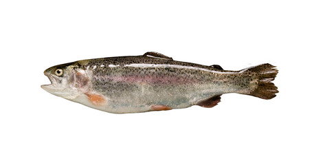 Trout fish isolated over white background