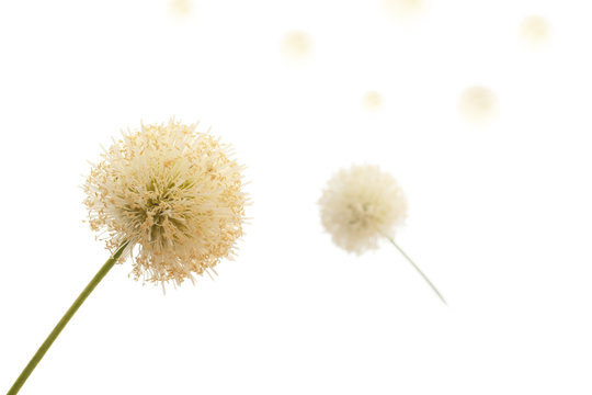 Dandelion seeds isolate on white background