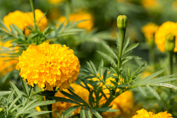 Marigold