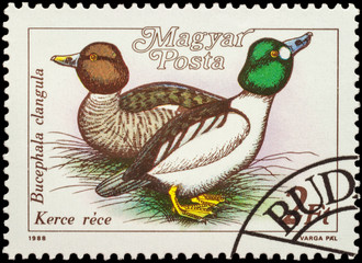 Eurasian teal (Anas crecca) on postage stamp