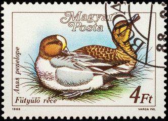 Eurasian wigeon (Anas penelope) on postage stamp