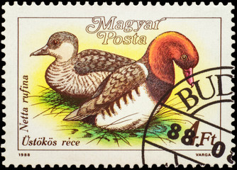 Red-crested pochard (Netta rufina) on postage stamp
