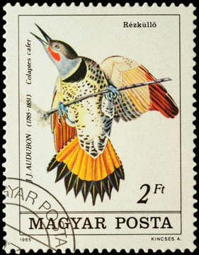 Northern flicker (Colaptes cafer) on postage stamp