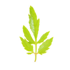 Green leaf isolate on white background