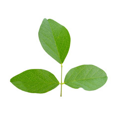 Green leaf isolate on white background
