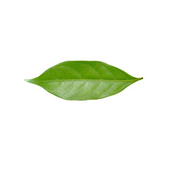 Naklejka na ściany i meble Green leaf isolate on white background