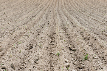 Background of newly plowed field ready for new crops