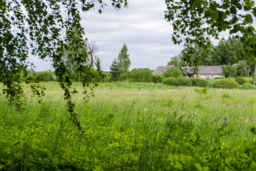 country house with oak trees