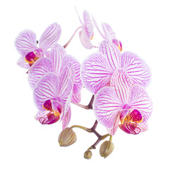 Orchid  Isolated