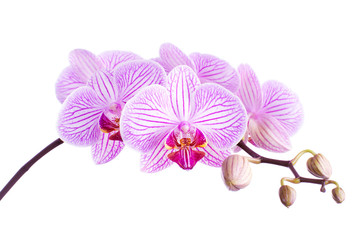 Fototapeta na wymiar Orchid Isolated