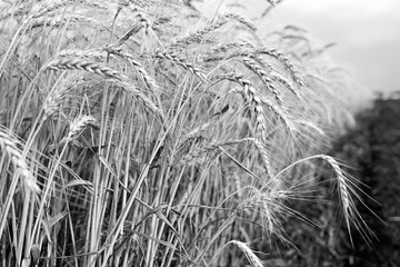 Spikes of ripe wheat on a farmers field.