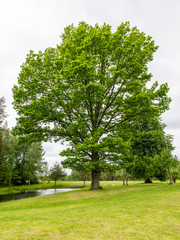 oak trees with pond