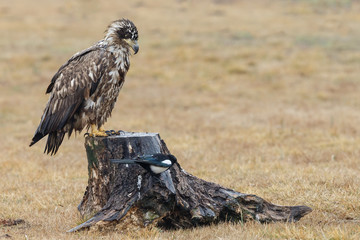 The white tailed eagle