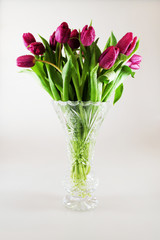 Tulips flowers with drops of dew in cristal vase
