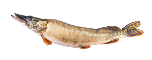 Fish pike. isolated