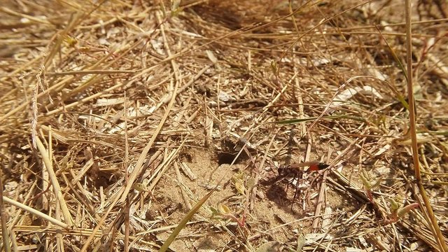Digger Wasps go Across the an Earth Entrance Covered With Dry Grass