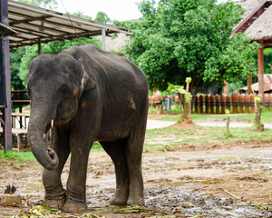 Asia elephent tether with chain in thailand.