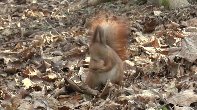 The squirrel found walnut