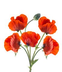 Papaver orientale (Oriental poppy) . isolated
