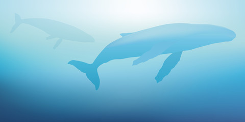 Fototapeta premium Baleine - cétacé