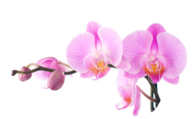 Fototapeta na wymiar Orchid Isolated