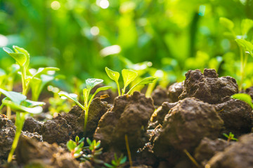 Small little plant on pile of soil with sun beam