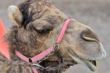 t&ecirc;te de dromadaire