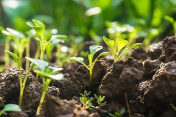 Small little plant on pile of soil with sun beam